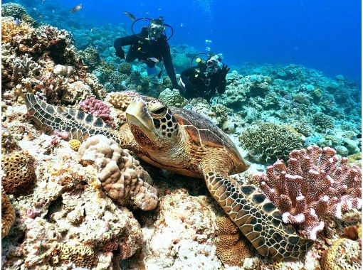 【那覇発⇒慶良間諸島】★写真動画無料・レンタル込3箇所周遊 本物の慶良間諸島体験ダイビング＆スノーケリング+1月～3月ホエールウォッチング付の画像