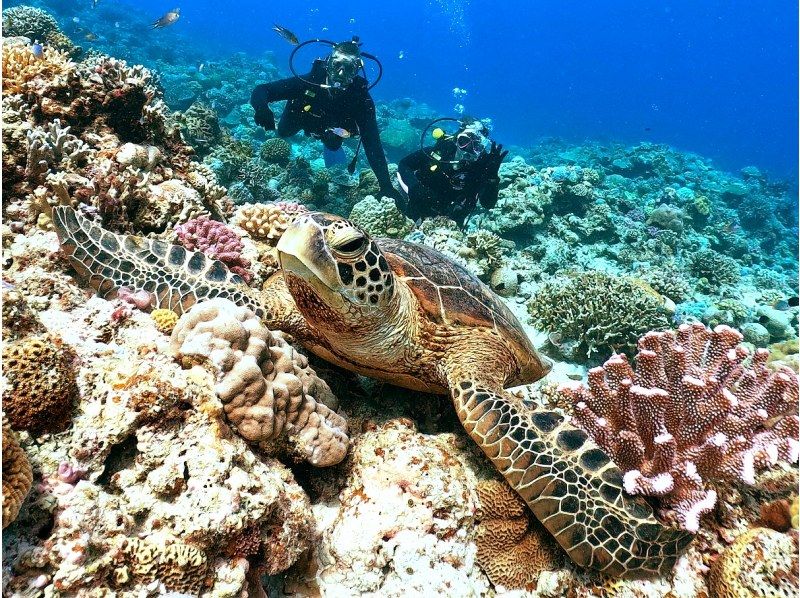 【那覇発⇒慶良間諸島】★写真動画無料・レンタル込3箇所周遊 本物の慶良間諸島体験ダイビング＆スノーケリング+1月～3月ホエールウォッチング付の紹介画像