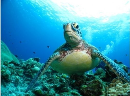 [Departing from Naha ⇒ Kerama Islands] ★Free photos and videos, rentals included, 3-location tour, authentic Kerama Islands experience, diving and snorkeling + whale watching from January to Marchの画像