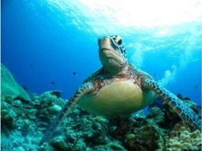 《那覇発・慶良間諸島》本格的な慶良間諸島★レンタル込み・タオル★リクエストベース！2ボートFUNダイブ※1～3月ホエールウォッチ付