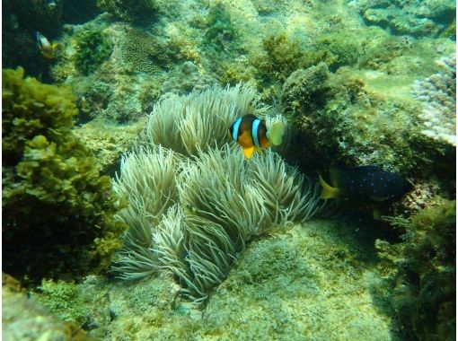 [Kagoshima/Tanegashima] Snorkel tour! Participation is OK from 3 years old♪の画像