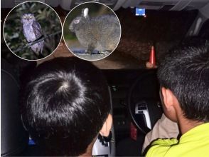 親子でアマミノクロウサギを探そう！家族参加にお得なグループ料金！1組貸切案内！奄美大島クロウサギナイトツアー