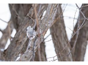 [Hokkaido/ Bihoro Town] Let's go see a white fairy! Bird watching in search of long-tailed titの画像