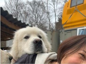 [อาโอโมริ/ทะเลสาบโทวาดะ] มาเล่นกับ Great Pyrenees กันเถอะ! ประสบการณ์การโต้ตอบกับสุนัขตัวใหญ่