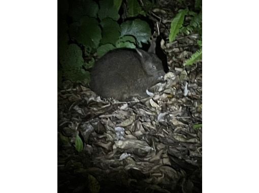 【鹿児島県・奄美大島】アマミノクロウサギが住む太古の森　1日１組限定プライベート貸切ナイトツアーの画像
