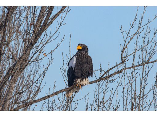 [Bihoro Town, Hokkaido] Meet the king of the sky! Bird watching tour to see Steller's sea eagle and white-tailed eagleの画像