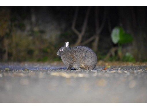 A wildlife night tour to search for Amami rabbits! Head to the forest roads of Amami Oshima at night with a guide! Recommended for families with children!の画像