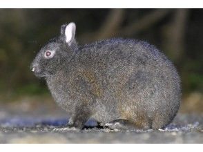 [Pick-up available throughout Amami] Wildlife night tour to search for Japanese black rabbits! Head to the forest roads of Amami Oshima at night with a guide!