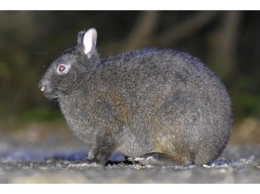 [Pick-up available anywhere in Amami] Wildlife night tour to search for Japanese black rabbits! Head to the forest roads of Amami Oshima at night with a guide!の画像