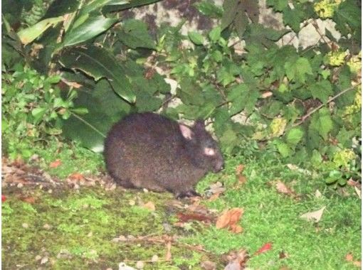 アマミノクロウサギを探すワイルドライフナイトツアー！認定ガイドと奄美大島の夜の林道へ！子供がいるフォミリーにおすすめ！の画像