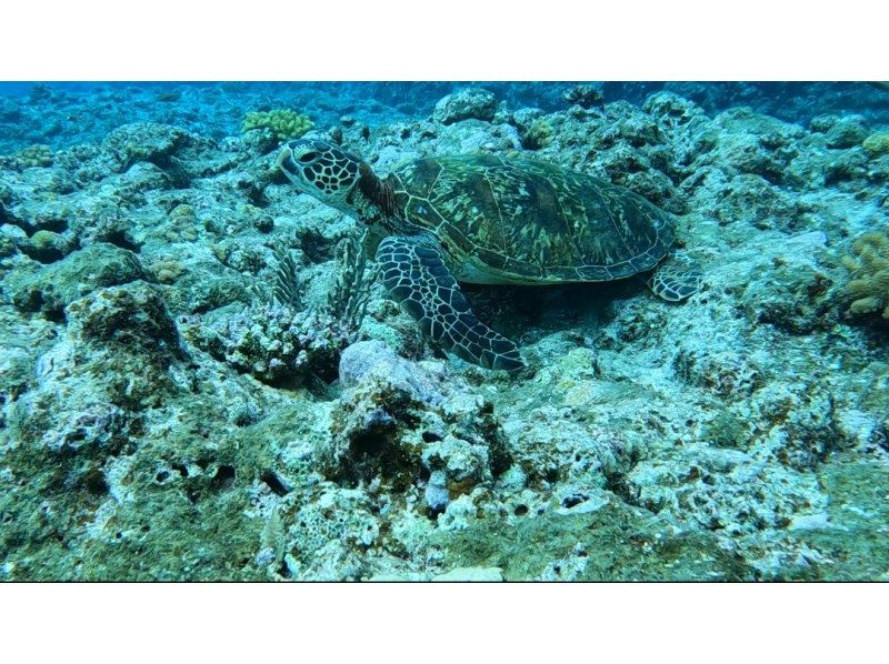 [โอกินาว่า/คุเมะจิมะ] ดำน้ำดูปะการังอันตระการตานำโดย Uminchu ผู้เกิดและเติบโตในท้องถิ่น! รวมอุปกรณ์และน้ำแร่! คุณจะได้รับรูปถ่ายหรือวิดีโอ♪の紹介画像