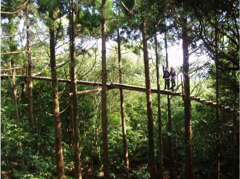 [Kagoshima/Yakushima] “Canopy Walk (Friends of the Forest Talking)” Lunch Setの紹介画像