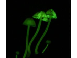 [Kagoshima Prefecture/Yakushima] Night Program 2024 Glowing Mushroom Exploration