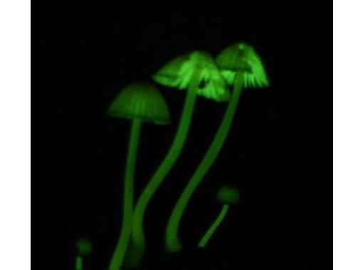 [鹿兒島縣/屋久島]夜間節目2024發光蘑菇探索の画像