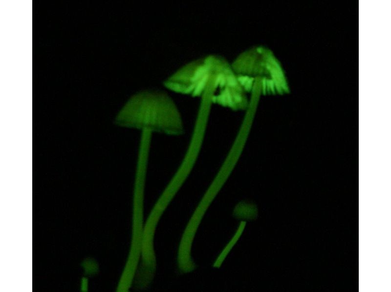 [鹿兒島縣/屋久島]夜間節目2024發光蘑菇探索の紹介画像