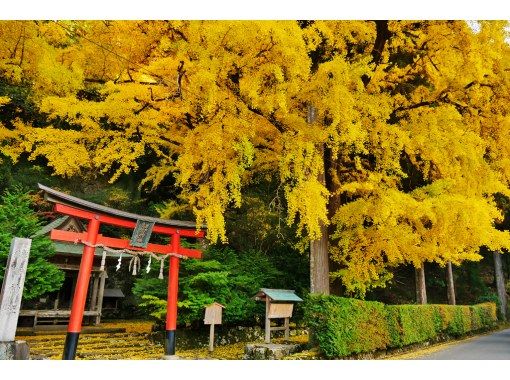黄金の京都大銀杏の落ち葉狩りツアー ～紅葉さん！ちょっと待って