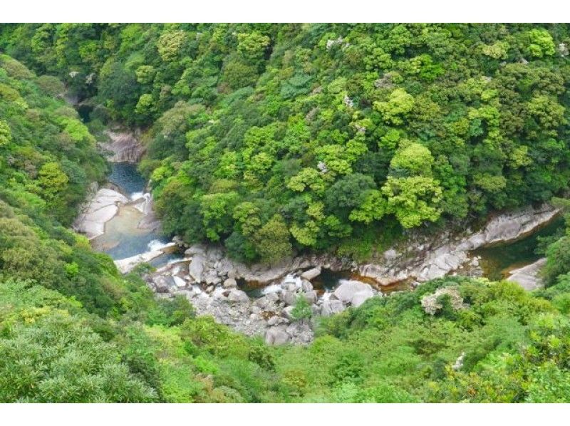 【鹿児島・屋久島】早朝トレッキング「白谷雲水峡（太鼓岩）コース」グループ割引あり！８才から参加OK！