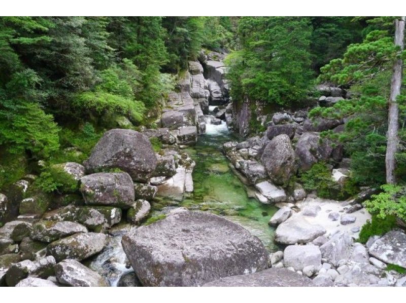 【鹿児島・屋久島】トレッキング体験「ヤクスギランド・紀元杉コース」グループ割引あり！１２才～参加OK