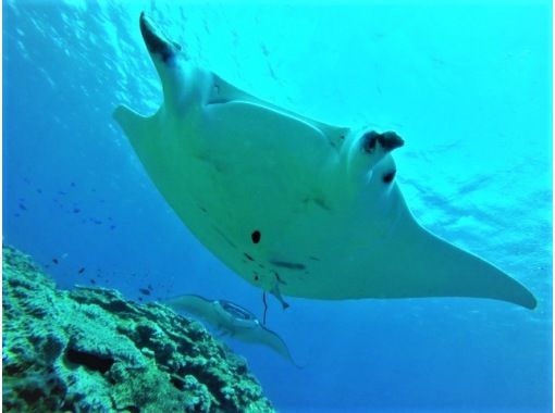 [Okinawa, Ishigaki Island] Underwater view ☆ Fun 2 Diving (license required) "Manta Rays and Sea Turtles" Lunch included ★ Equipment included! Free pick-up and drop-off! MFの画像