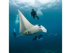 [Okinawa, Ishigaki Island] Underwater view ☆ Fun 2 Diving (license required) "Manta Rays and Sea Turtles" Lunch included ★ Equipment included! Free pick-up and drop-off! MF