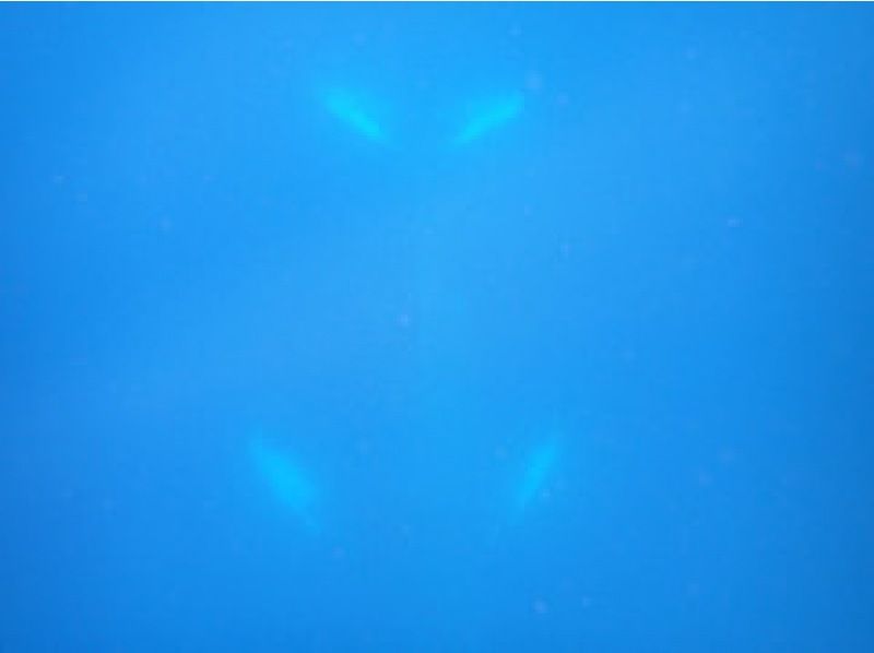 【가고시마 · 아마미 오시마] 아마미 오시마 고래 수영 반나절 투어の紹介画像