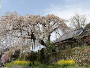 【大分・別府】ゆのくにクルーザーで行く別府DEEP観光コース／安楽寺