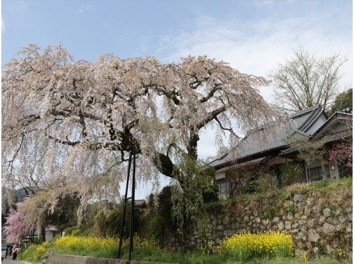 [Oita, Beppu] Beppu Deep Sightseeing Course on the Yunokuni Cruiser / Anrakuji Templeの画像