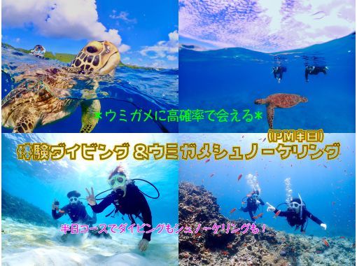 【石垣島】体験ダイビング＆ウミガメシュノーケリングコースE【半日PM/GoProレンタル無料！】の画像