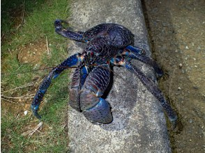  ★ Endangered species "Coconut Crab Night Tour" ★ If the weather is nice, you can also enjoy the spectacular starry sky ★の画像