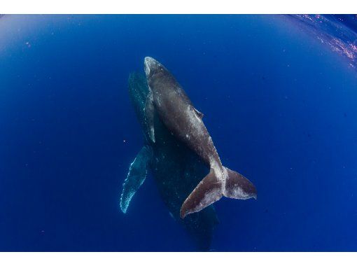 [沖繩/那霸]冬季限定鯨魚游泳（含裝備及交通）の画像