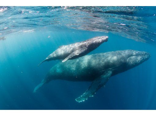 [Okinawa, Naha] Whale Swim - Just bring your swimsuit and you're good to go! Equipment transfer includedの画像