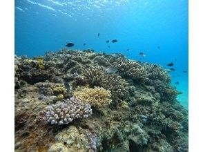 【本部町ゴリラチョップ】沖縄でダイビング体験！貸切で行く海中ツアー！海底に広がる白い砂とカラフルな珊瑚礁、そこに住む沢山の魚たちが見どころ☆