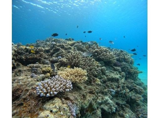 Motobu Town "Gorilla Chop" Experience Diving The contrast between the white sand spreading on the ocean floor and the colorful coral reef! Even those who are not confident in swimming can participate!の画像