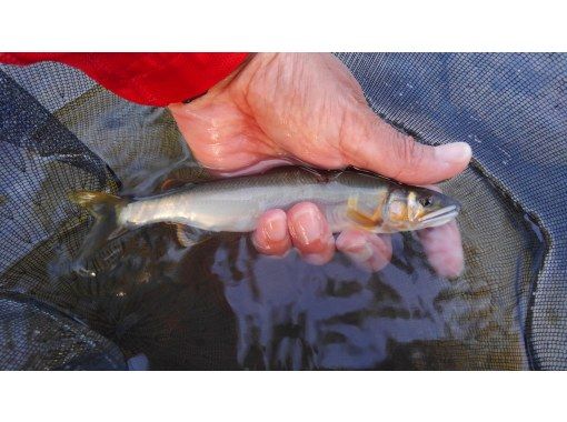 【新潟・津南】初めての鮎の友釣りに挑戦。興味が湧いたら始めてみよう！ワンツーマンレッスン。の画像