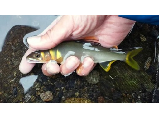 【長野・山ノ内町】ルアーで鮎を釣る。今話題の鮎イングにプライベート講習でチャレンジ！の画像