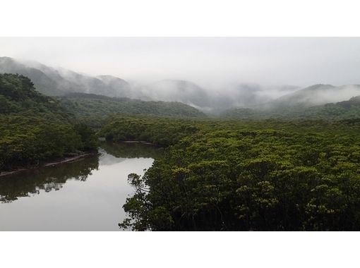 [沖縄·西表島]我可以享受大量的紅樹林皮划艇一日遊【皮艇]の画像