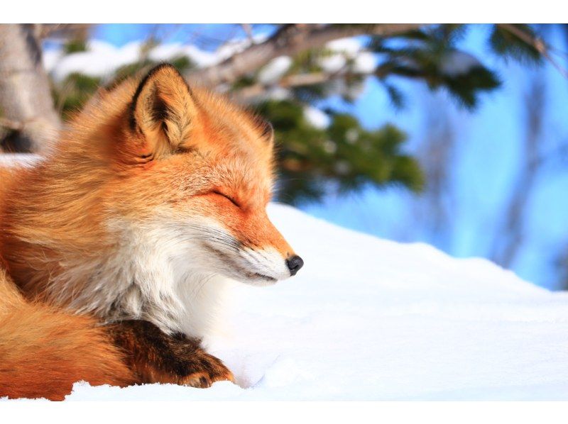 【北海道・知床】体力に自信がなくても安心！冬の野生動物ウォッチングの紹介画像