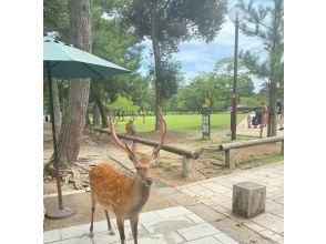 [Nara] Spring sale underway! Custom-made 10-hour day tour in a sightseeing hire car with a private driverの画像