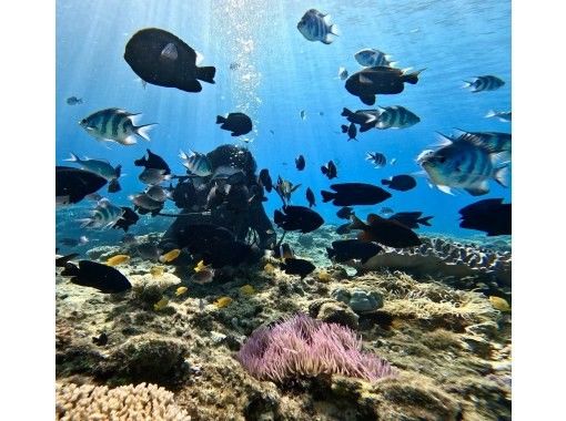【오키나와•모토부쵸】고릴라초 체험 다이빙+패러세일링 세트 플랜♪바다도 하늘도 만끽해 버리자! GoPro 사진 데이터 무료 서비스♪の画像