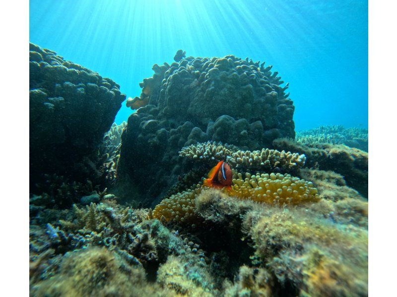 【ビーチシュノーケル】美ら海近く♪サンゴ畑とお魚を見よう！お写真無料・餌やり体験付き\(^^)/本部・北部・名護の紹介画像