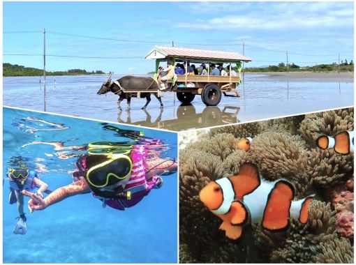 【西表島/1日】天然水族館と緑の楽園！トロピカルシュノーケリング＆由布島観光【写真データ/備品レンタル無料】の画像