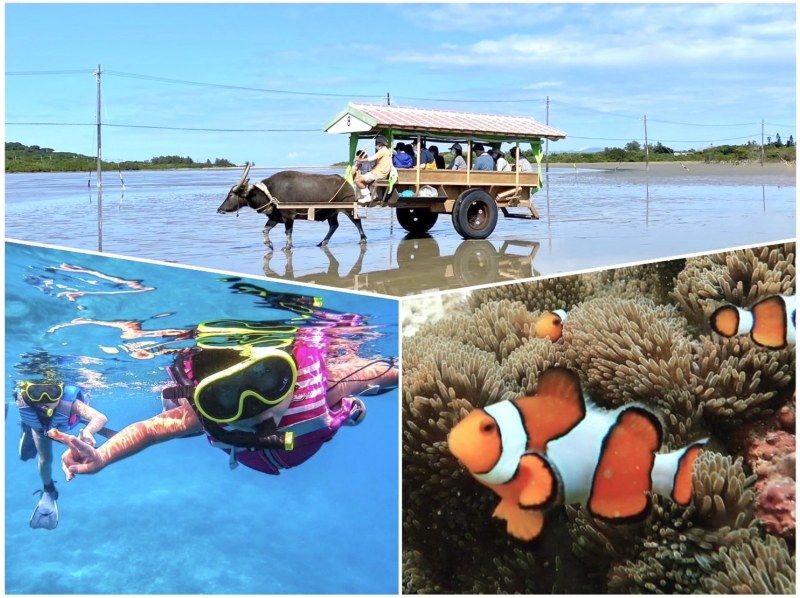 [Iriomote Island/1 day] Natural aquarium and green paradise! Tropical snorkeling & Yubu Island sightseeing [Photo data/equipment rental free]の紹介画像