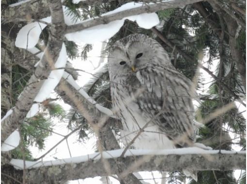 [Hokkaido/Sapporo Snowshoe] Ezo Owl Hunt! It's like a snowman! Let's go see Ezo owls in the deep snow forest ☆ OK for ages 8 and upの画像