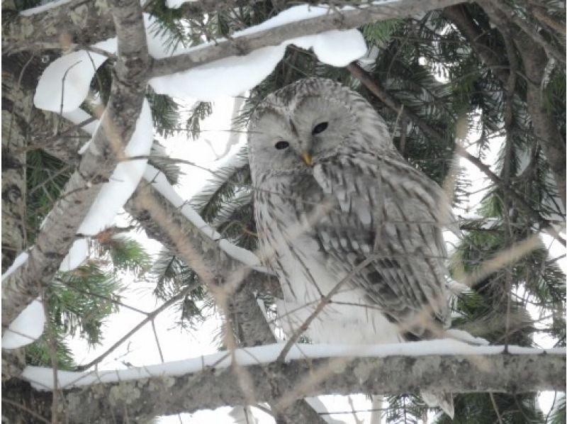 [Hokkaido/Sapporo Snowshoe] Ezo Owl Hunt! It's like a snowman! Let's go see Ezo owls in the deep snow forest ☆ OK for ages 8 and upの紹介画像