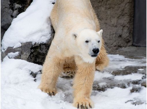 【北海道・札幌発着】2月1日〜3月30日冬の旭山動物園＆ライトアップ青い池・日帰りバスツアーの画像