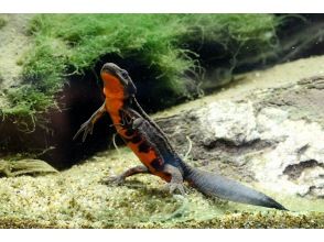 "Tokyo/Chofu" 9:00 a.m. 1:00 p.m. For families *Tour to search for beetle larvae, spring water red-bellied newts, river crabs, and snails (free rental of electric bicycles with children's seats in the front and rear of Baka boots)の画像