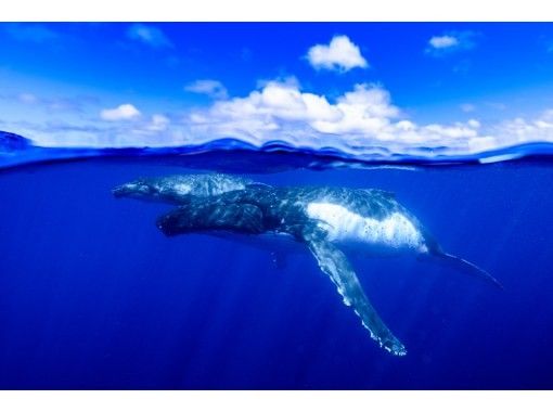 【奄美・北部】ホエールスイム 生涯忘れられない感動体験を奄美大島で！ザトウクジラと一緒に泳ごう‼ ＜半日コース＞＜少人数制＞の画像