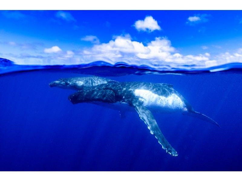 【奄美・北部】ホエールスイム 生涯忘れられない感動体験を奄美大島で！ザトウクジラと一緒に泳ごう‼ ＜半日コース＞＜少人数制＞の紹介画像