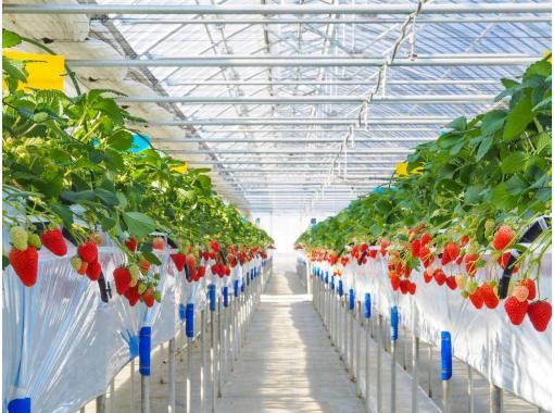 [Nagano/Karuizawa] Winter/spring strawberry picking★Standard all-you-can-eat course★30 minutes all-you-can-eat☆Free refills of condensed milk! Special strawberries that won prizes at the <National Strawberry Championship>!の画像