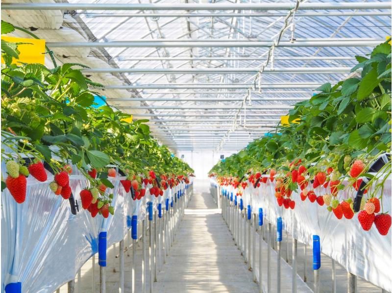 [Nagano/Karuizawa] Winter/spring strawberry picking★Standard all-you-can-eat course★30 minutes all-you-can-eat☆Free refills of condensed milk! Special strawberries that won prizes at the <National Strawberry Championship>!の紹介画像